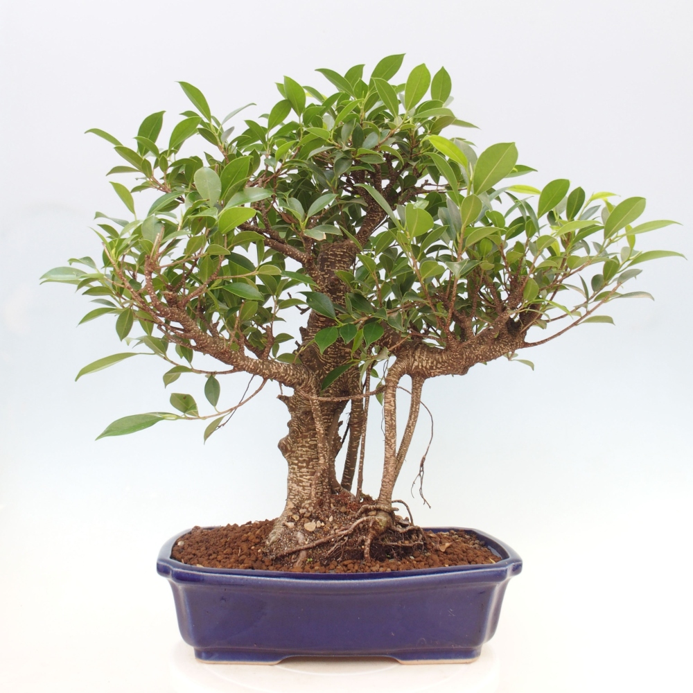 Zimmerbonsai - Ficus kimmen - kleinblättriger Ficus