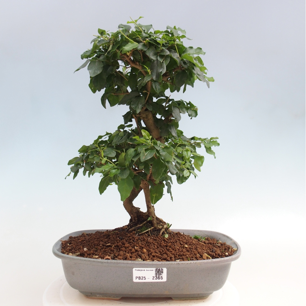Zimmerbonsai -Ligustrum chinensis - Liguster