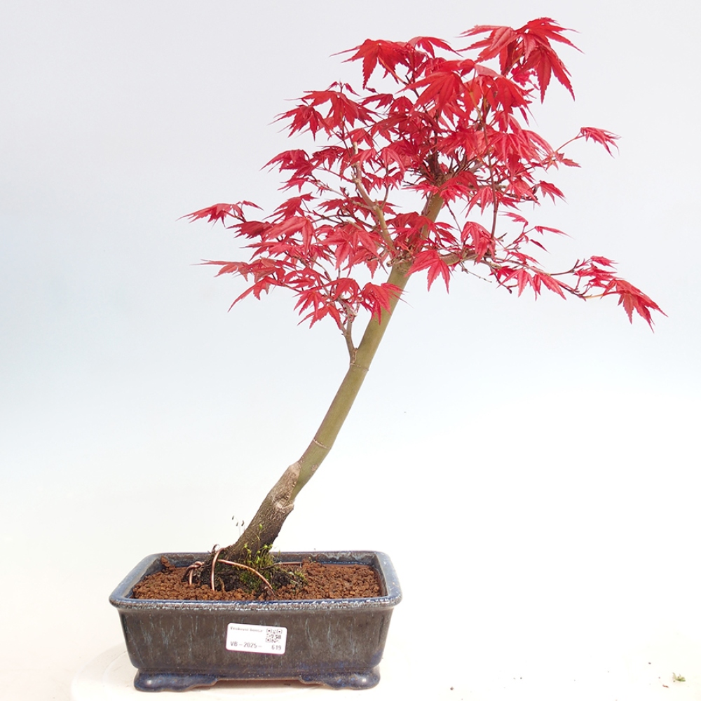 Outdoor bonsai - dlanitolistý klon - Acer palmatum DESHOJO