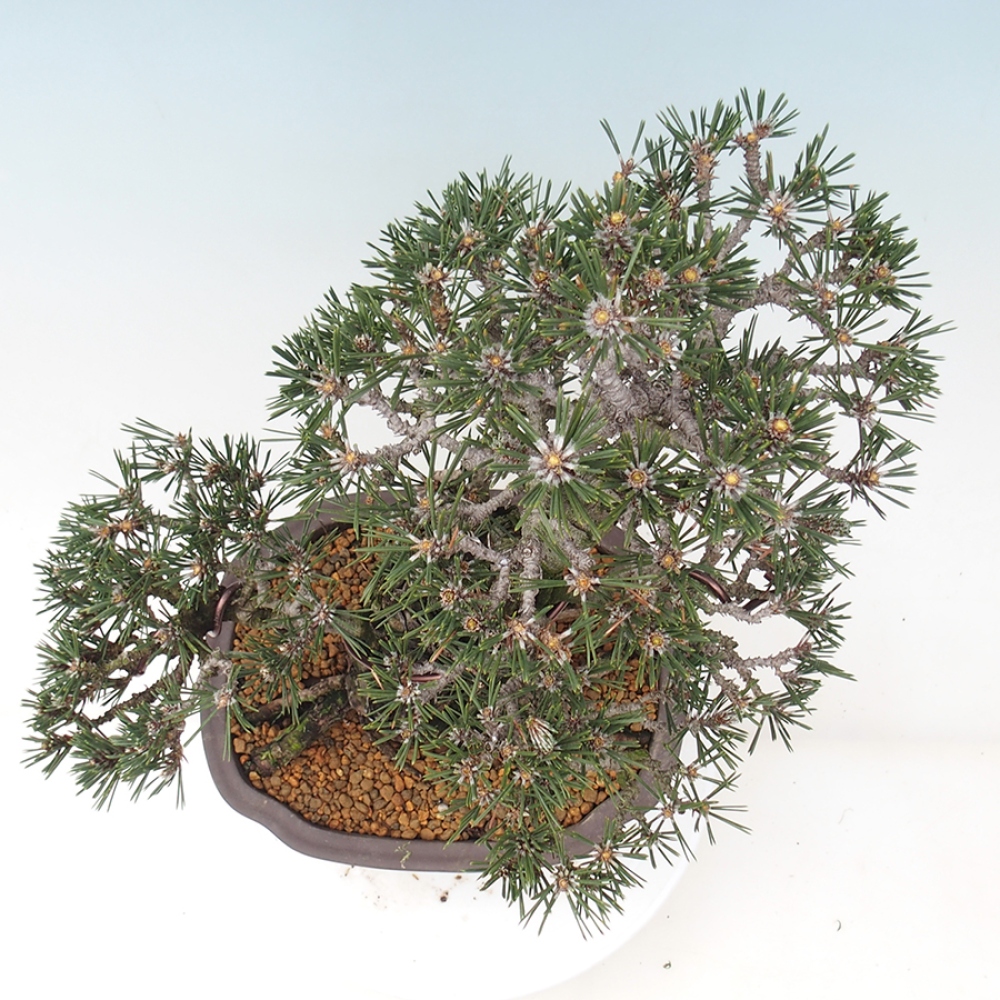 Bonsai für draußen - Pinus thunbergii Kotobuki - Thunberg-Kiefer