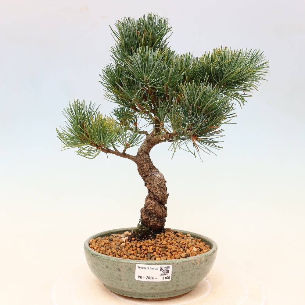 Bonsai für draußen - Pinus parviflora - Pinus parviflora