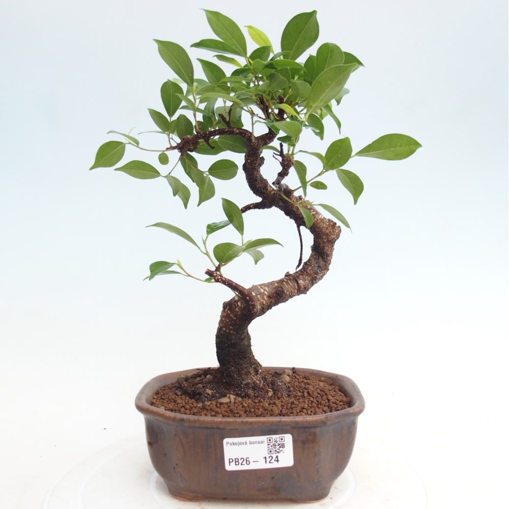 Zimmerbonsai - Ficus retusa - Kleinblättriger Ficus