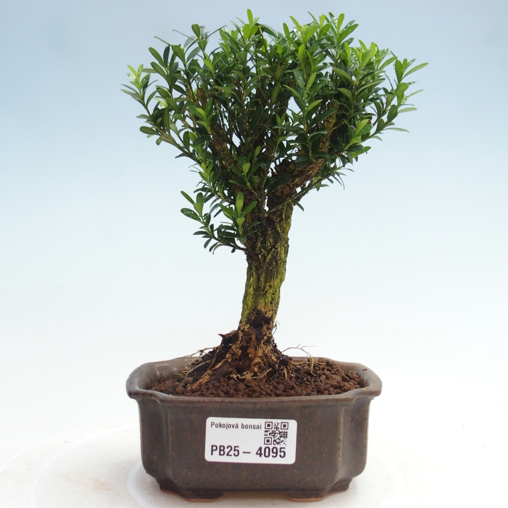 Zimmer Bonsai - Buxus harlandii - Korkbuxus