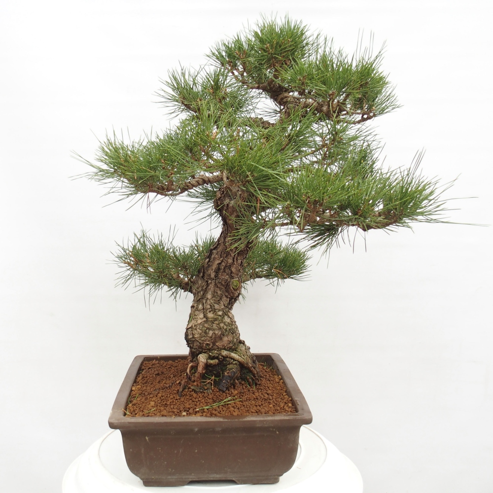 Outdoor-Bonsai - Pinus thunbergii - Thunbergkiefer