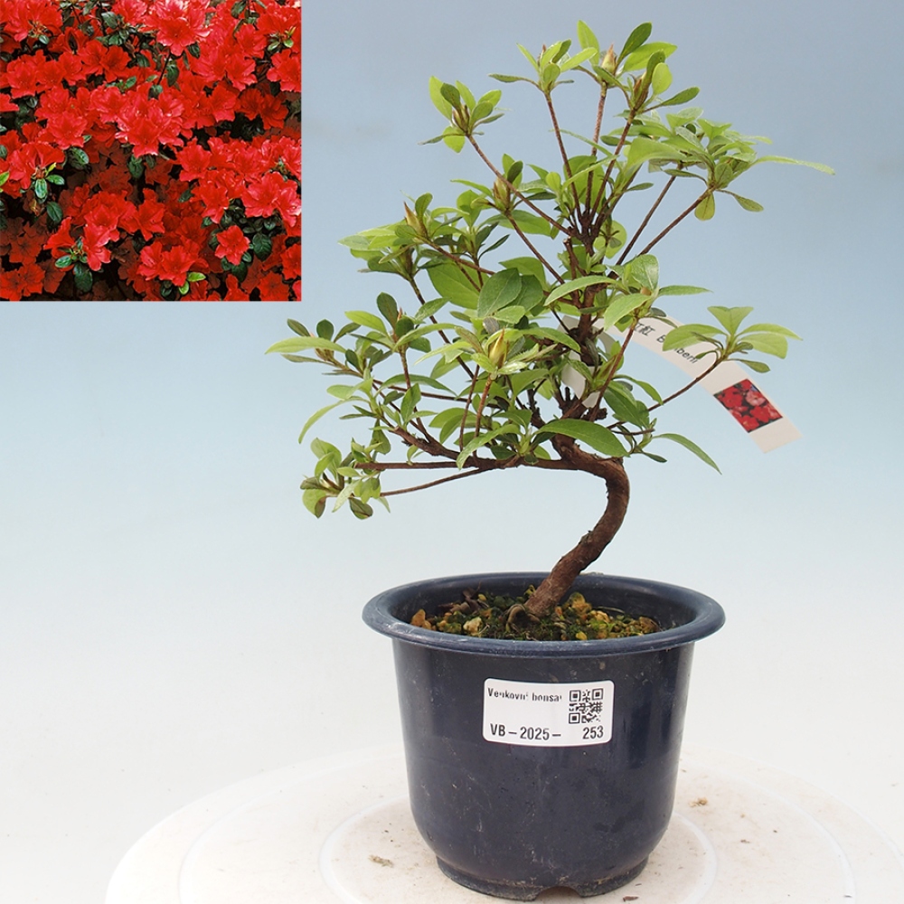 Bonsai im Freien - Japanische Azalee - Azalea Benibeni