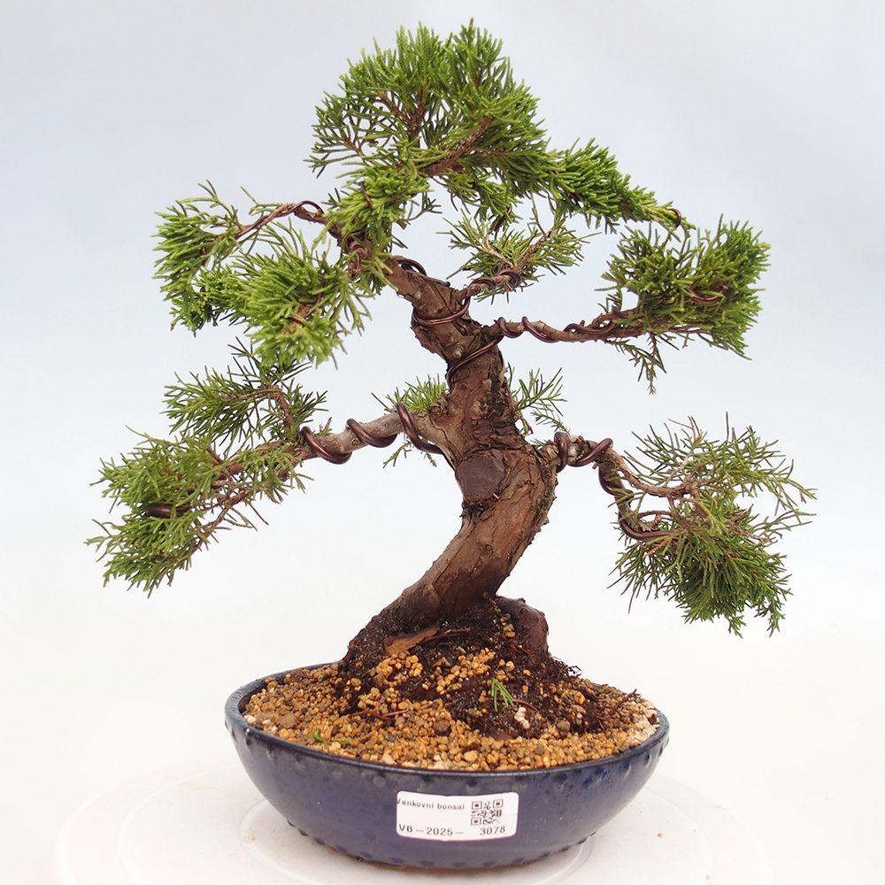 Outdoor bonsai - Juniperus chinensis Itoigawa - Chinese juniper