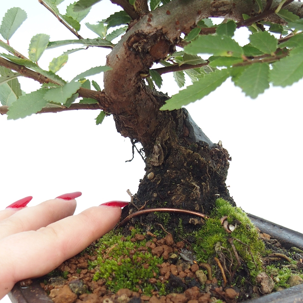 Bonsai für draußen - Zelkova - Zelkova NIRE