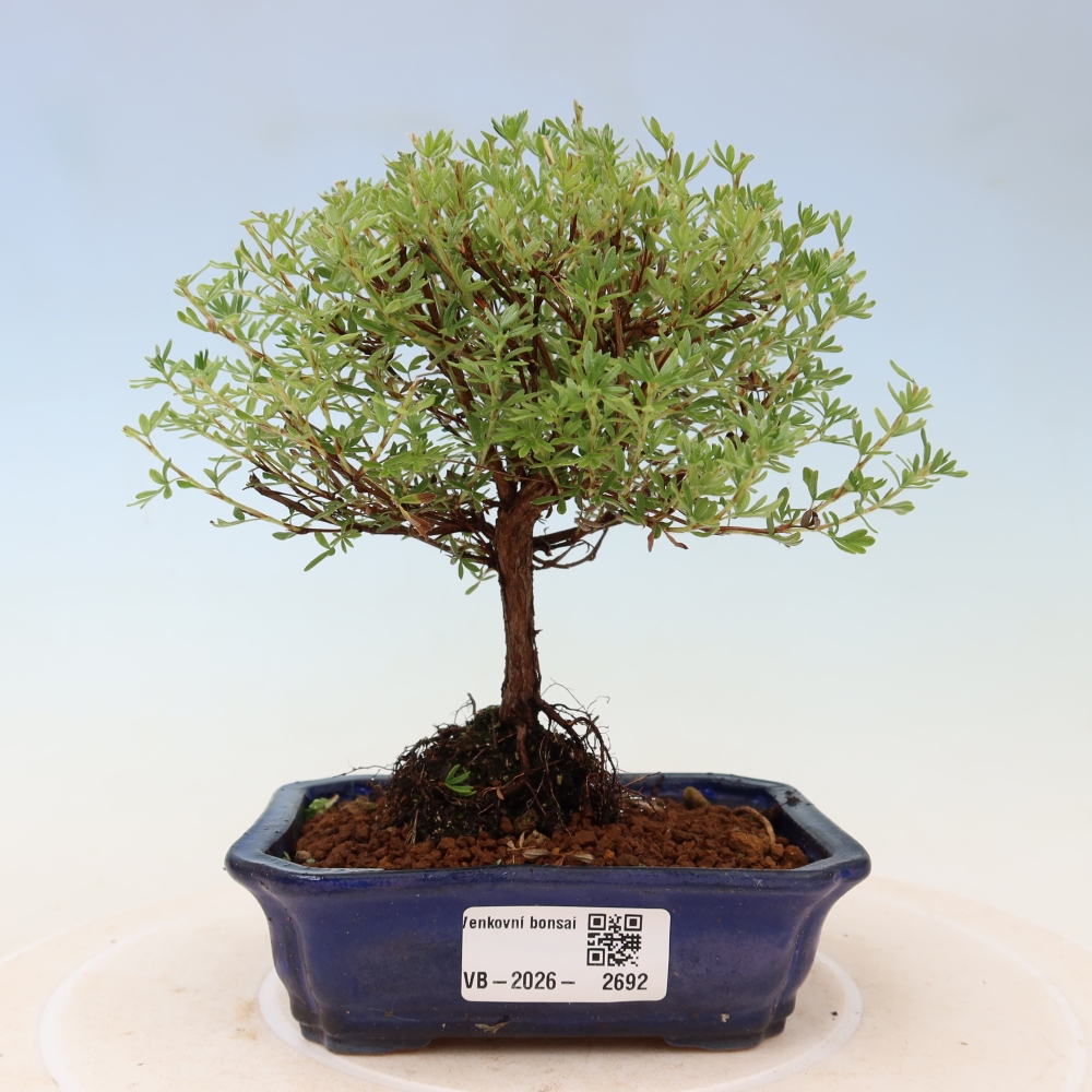 Bonsai für den Außenbereich – Strauch-Fingerkraut – Potentilla fruticosa „Goldkissen“