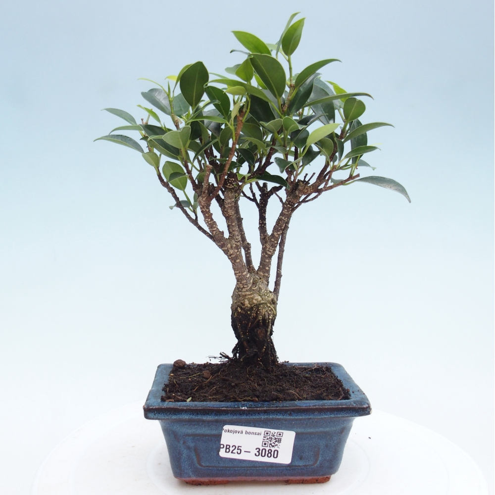 Zimmerbonsai - Kleinblättriger Ficus - Ficus kimmen