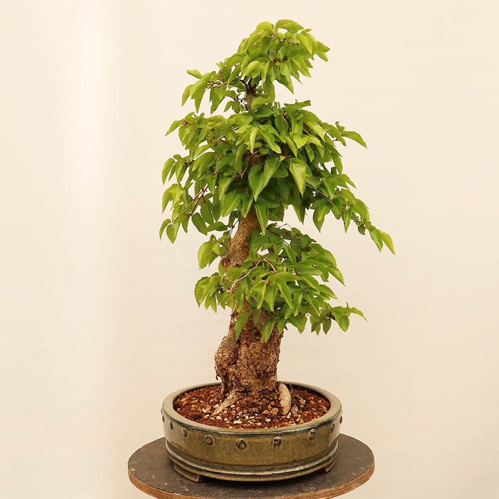 Bonsai im Freien - Carpinus Coreana - Koreanische Hainbuche