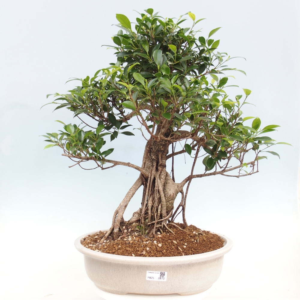 Zimmerbonsai - Ficus kimmen - kleinblättriger Ficus - NUR PERSÖNLICHE ABHOLUNG oder Palettentransport