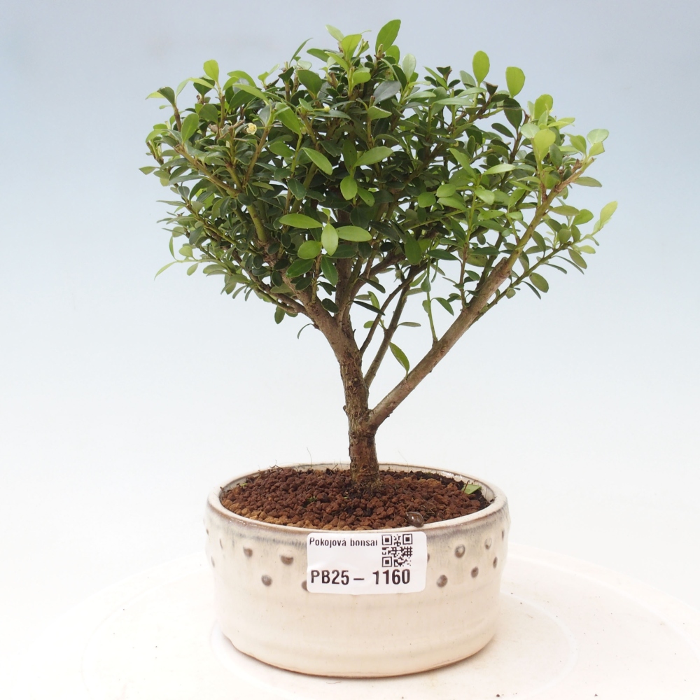 Zimmerbonsai - Ilex crenata - Holly