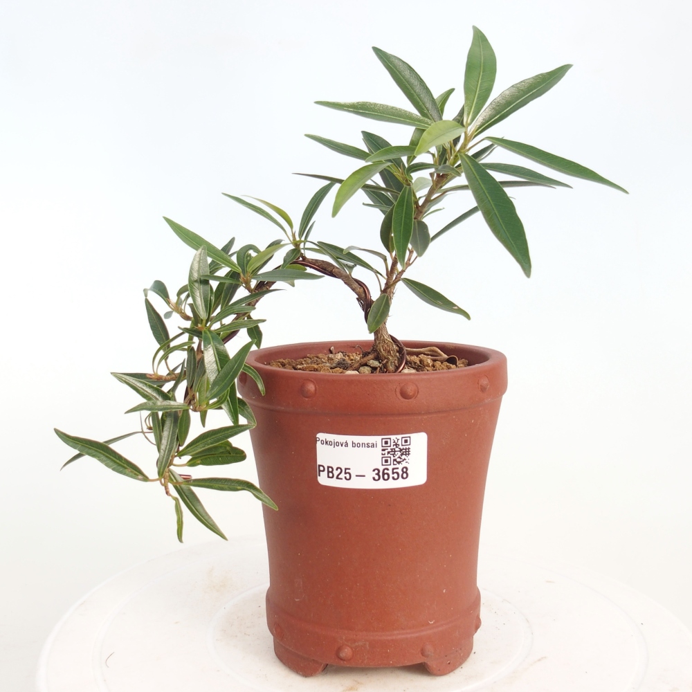 Zimmerbonsai - Ficus nerifolia - Kleinblättriger Ficus