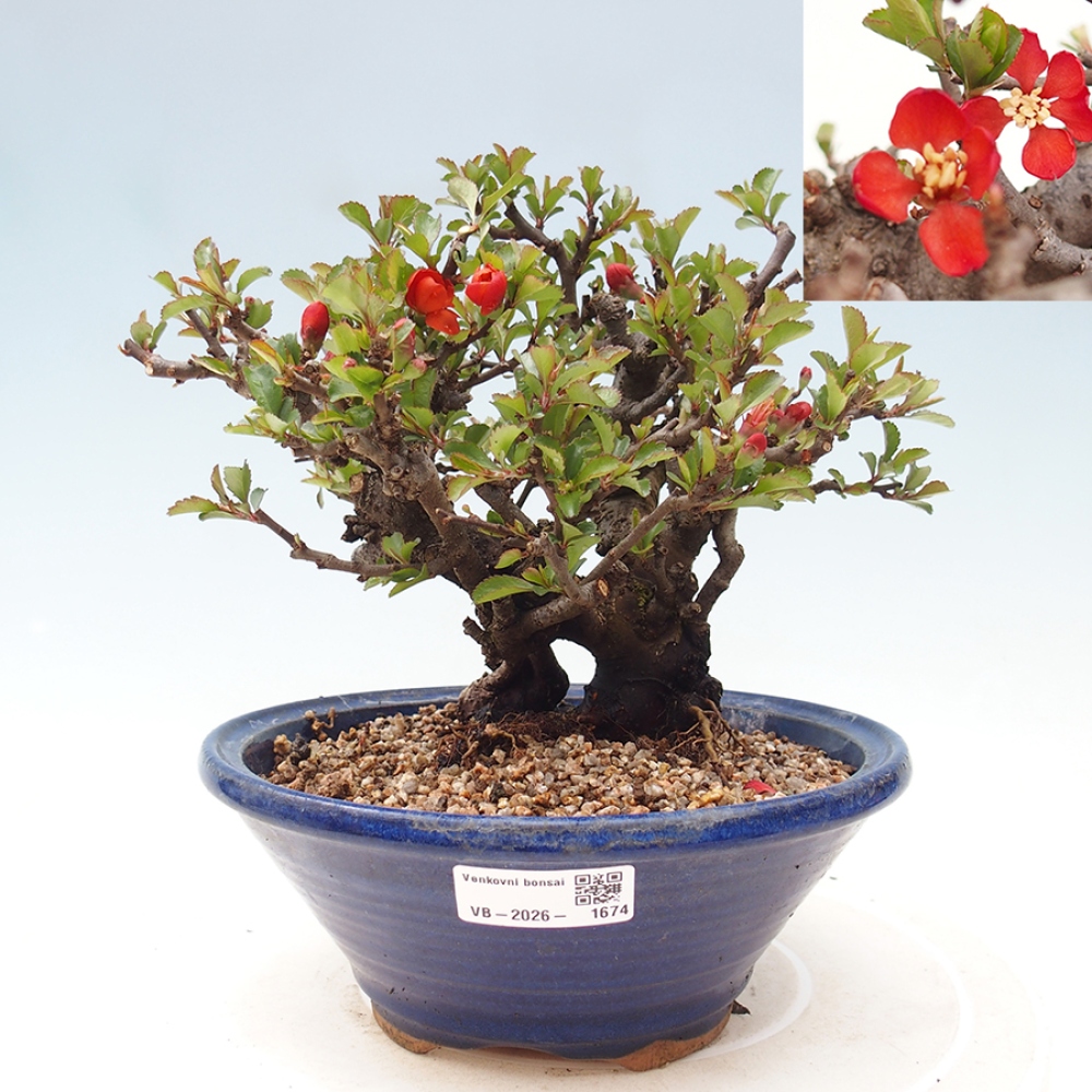 Bonsai für draußen - Chaneomeles speciosa - Quitte