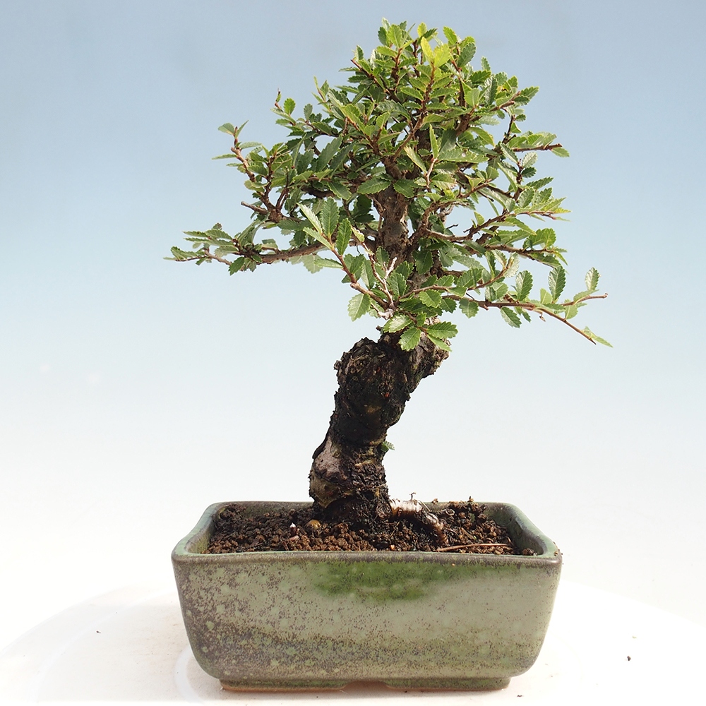Bonsai im Freien - Zelkova - Zelkova NIRE