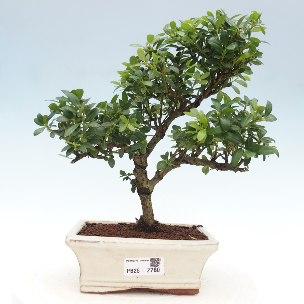 Indoor bonsai - Ilex crenata - Holly