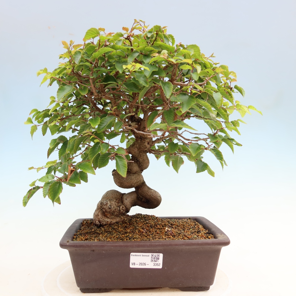 Bonsai für draußen - Karpinus Coreana - Koreanische Hainbuche