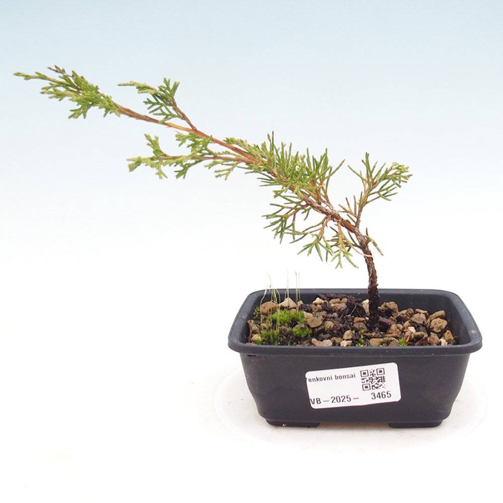 Bonsai für draußen - Juniperus chinensis Itoigawa