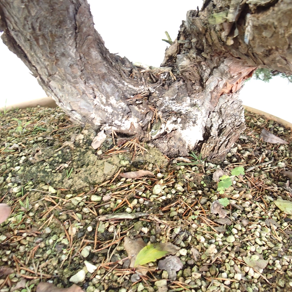 Yamadori - Pinus sylvestris Spanien
