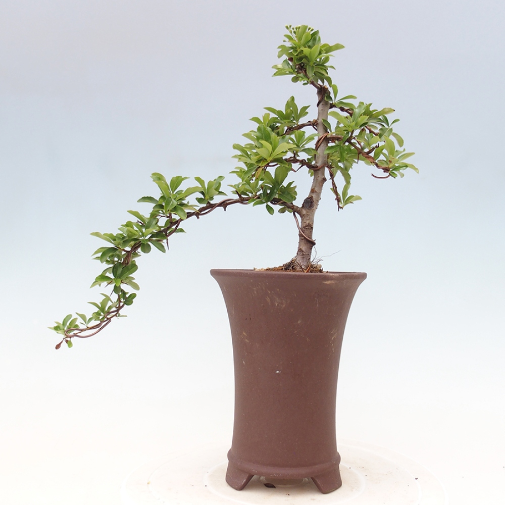 Outdoor Bonsai-Pyracanta Teton -Bäckerei