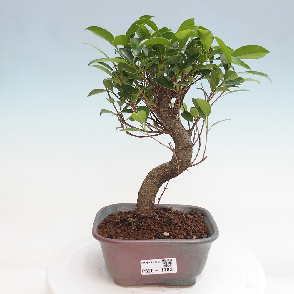 Zimmerbonsai - Ficus retusa - Kleinblättriger Ficus