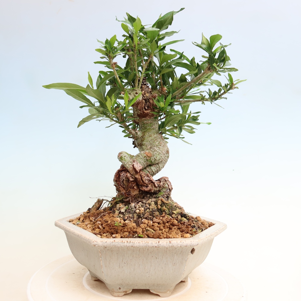 Zimmer Bonsai - Gardenia jasminoides-Gardenia