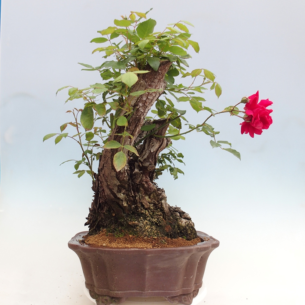Freilandbonsai - Rosa Kordes -  Rose