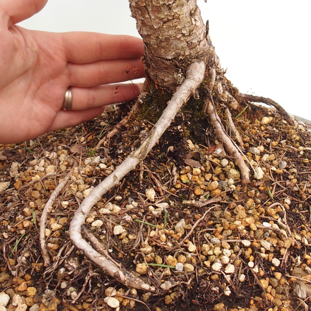 Bonsai für draußen -Larix decidua - Lärche