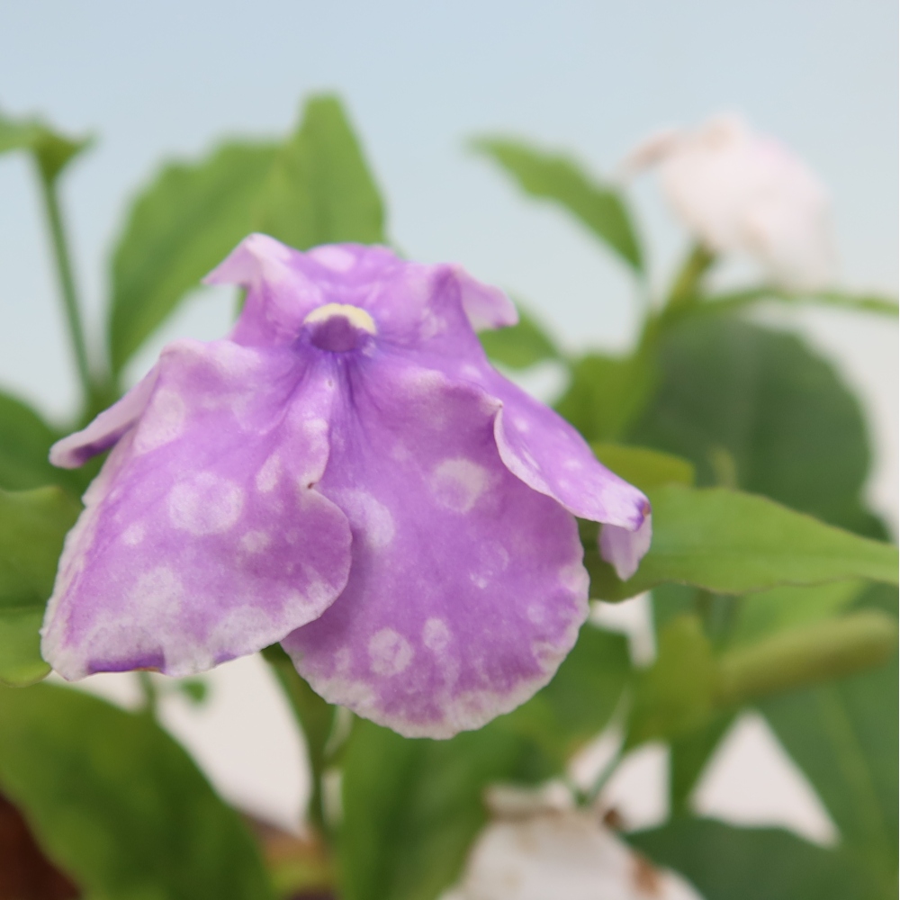 Zimmerbonsai – Costa-Jasmin – Brunfelsia