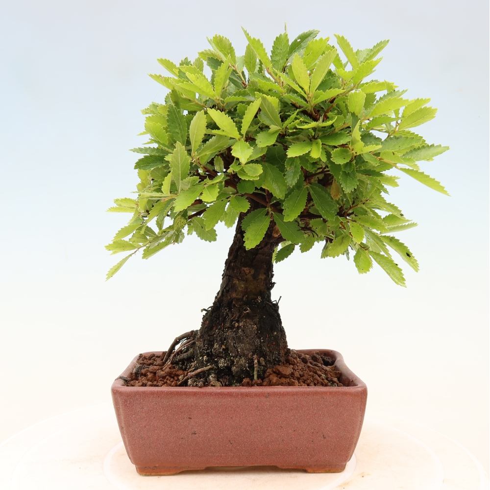 Bonsai für draußen - Zelkova - Zelkova NIRE