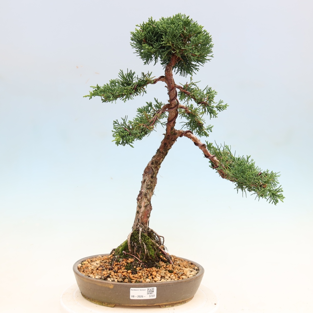 Bonsai für draußen - Juniperus chinensis Kishu