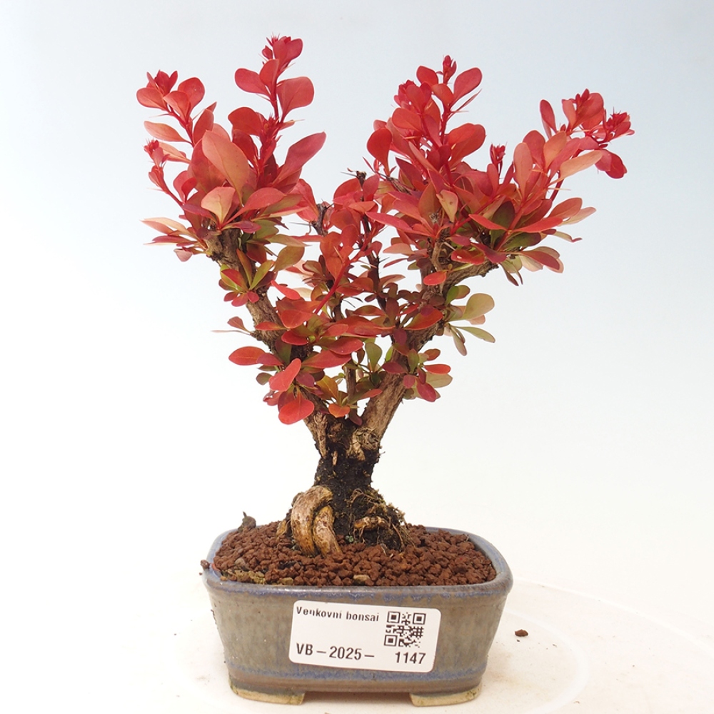 Bonsai im Freien - Berberis thunbergii Kobold - Dřištál Thunberg's
