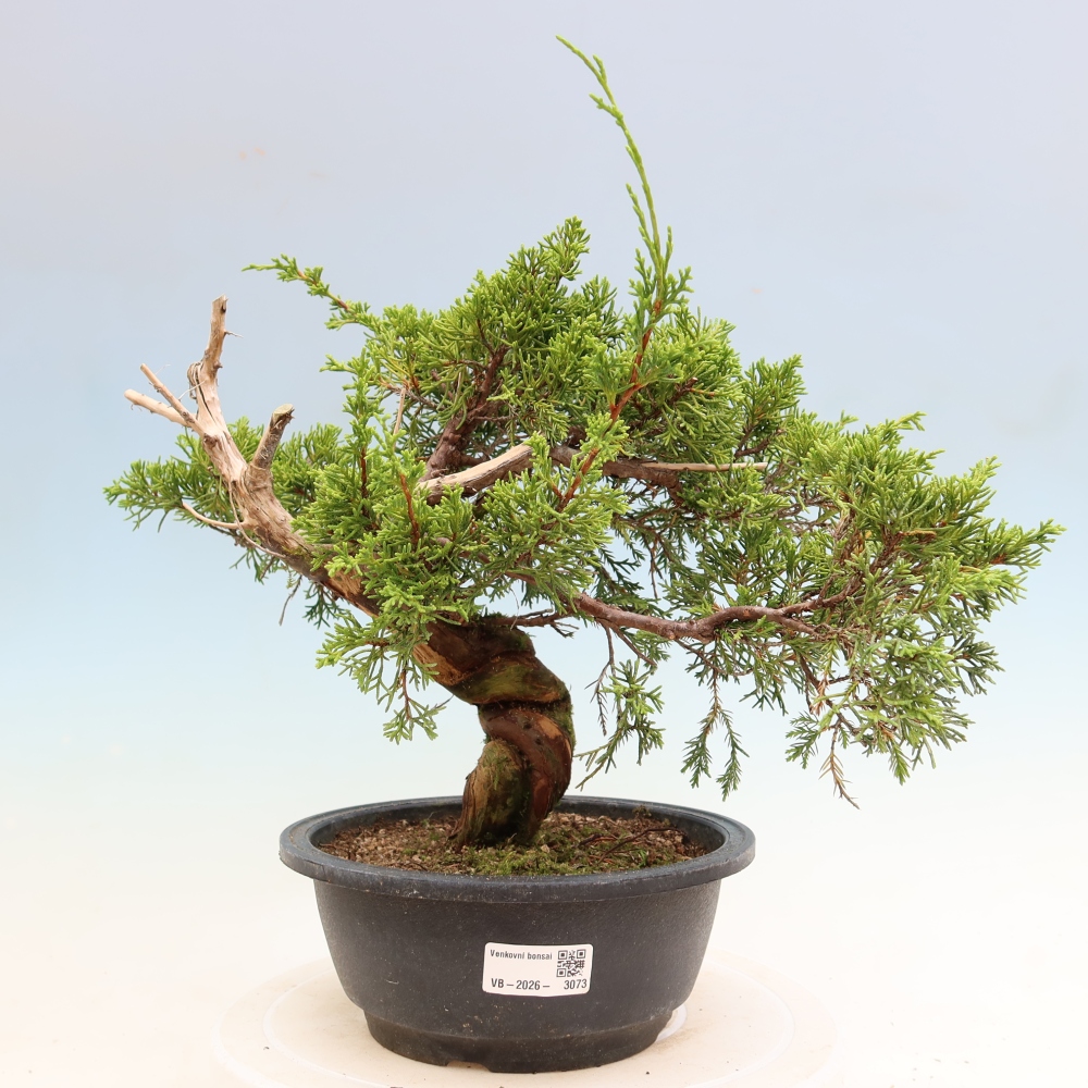 Bonsai für draußen - Juniperus chinensis Itoigawa-Juniperus chinensis