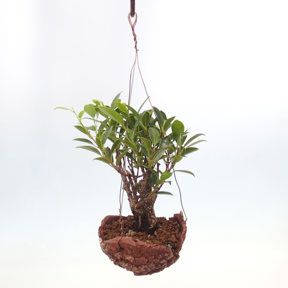 Kokedama aus Keramik - Kleinblättriger Ficus - Ficus kimmen