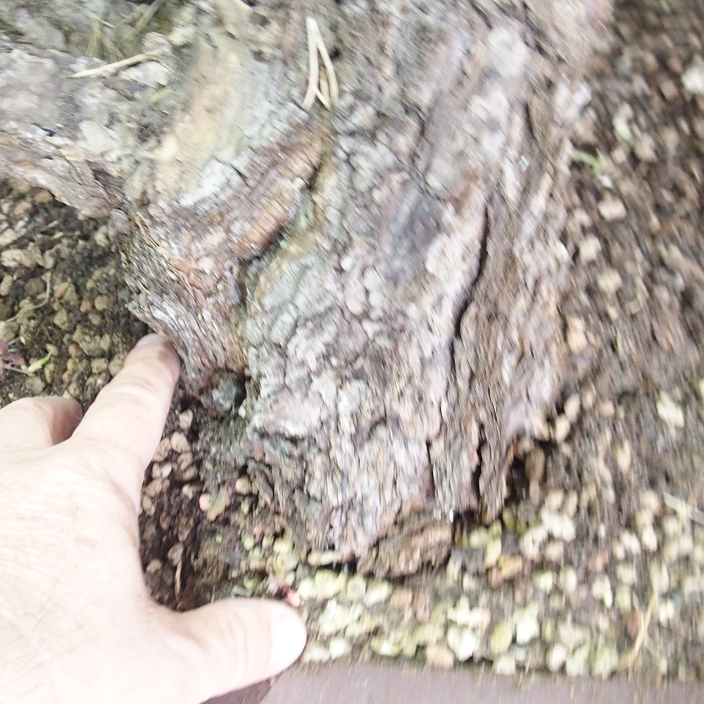 Yamadori - Pinus sylvestris 
