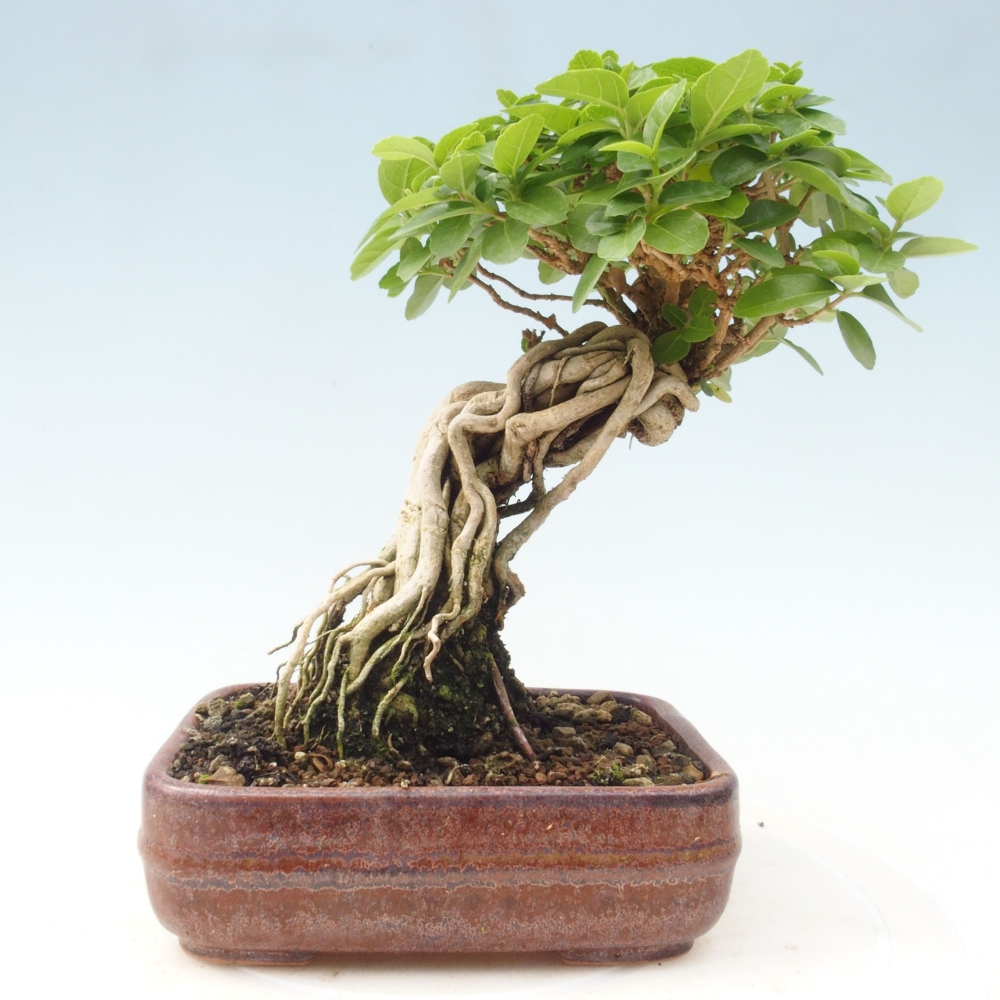 Zimmerbonsai - Premna serratifolia - Kozlovon kleinblättrig