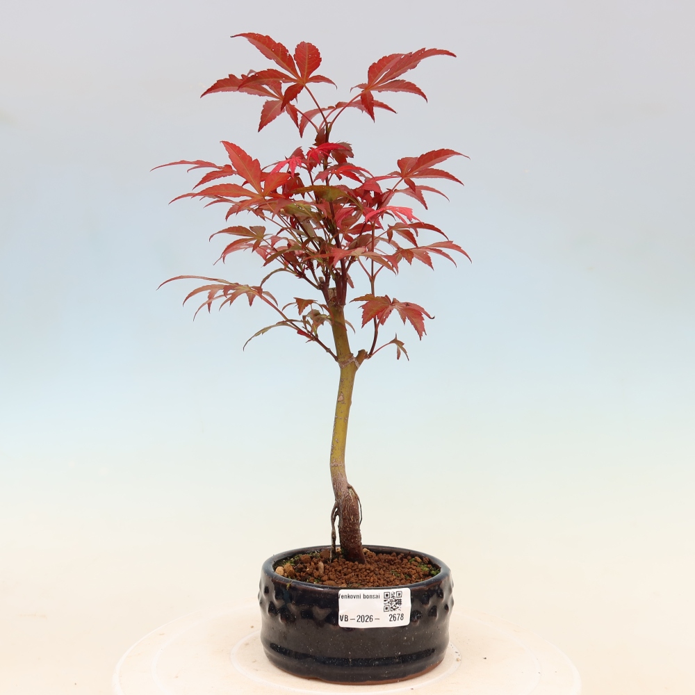 Bonsai für draußen - Acer-Palme. Atropurpureum-Javor palmate