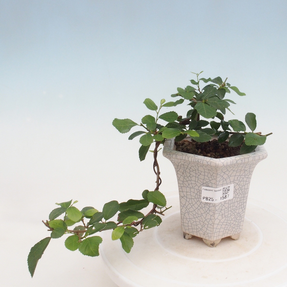 Zimmerbonsai - Grewia occidentalis - Lavendelstern