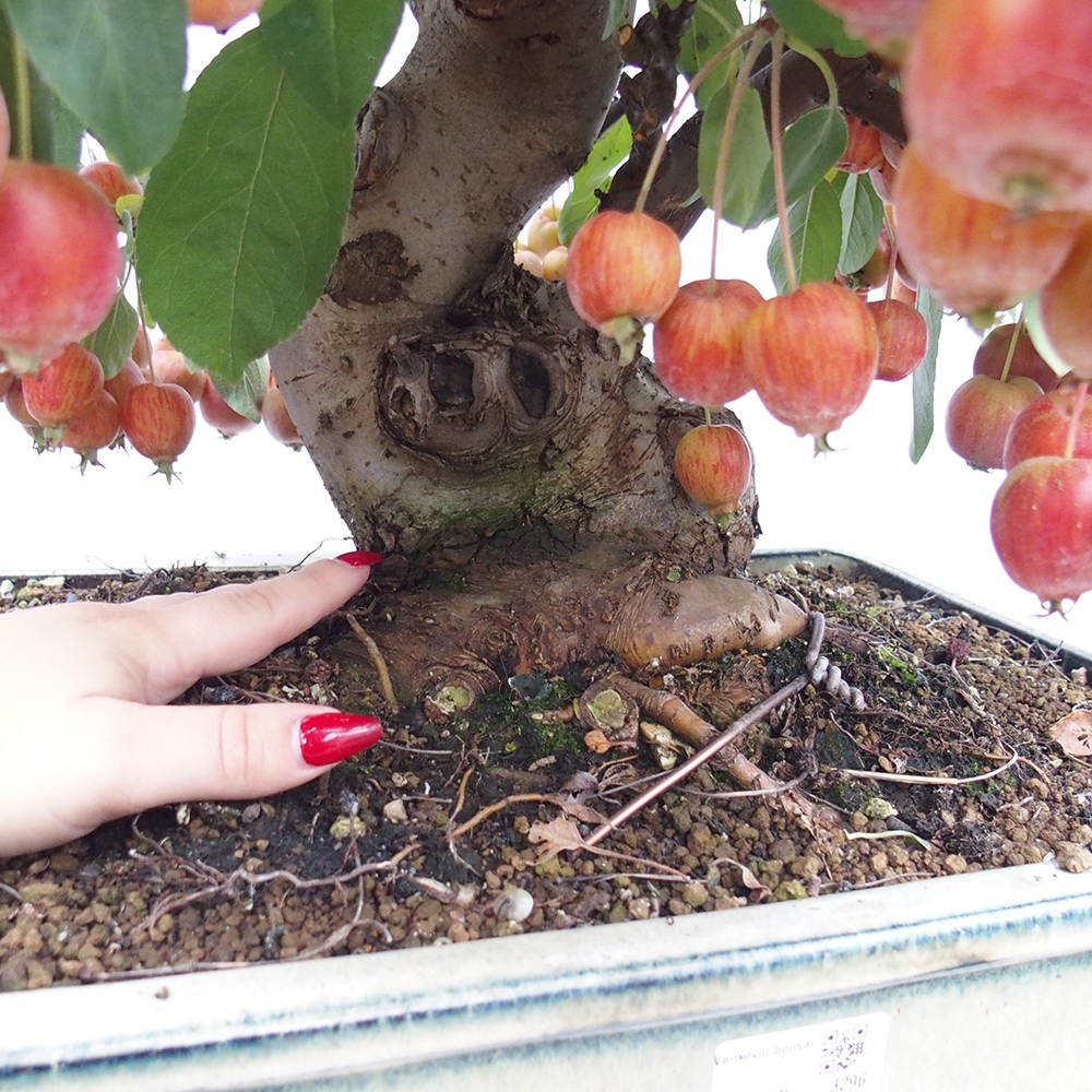 Bonsai im Freien - Malus halliana - Kleinfruchtiger Apfelbaum
