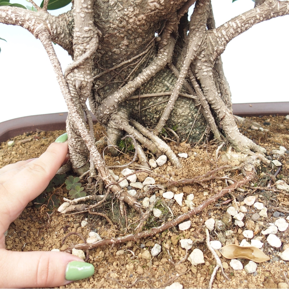 Zimmerbonsai - Ficus kimmen - kleinblättriger Ficus - NUR PERSÖNLICHE ABHOLUNG oder Palettentransport