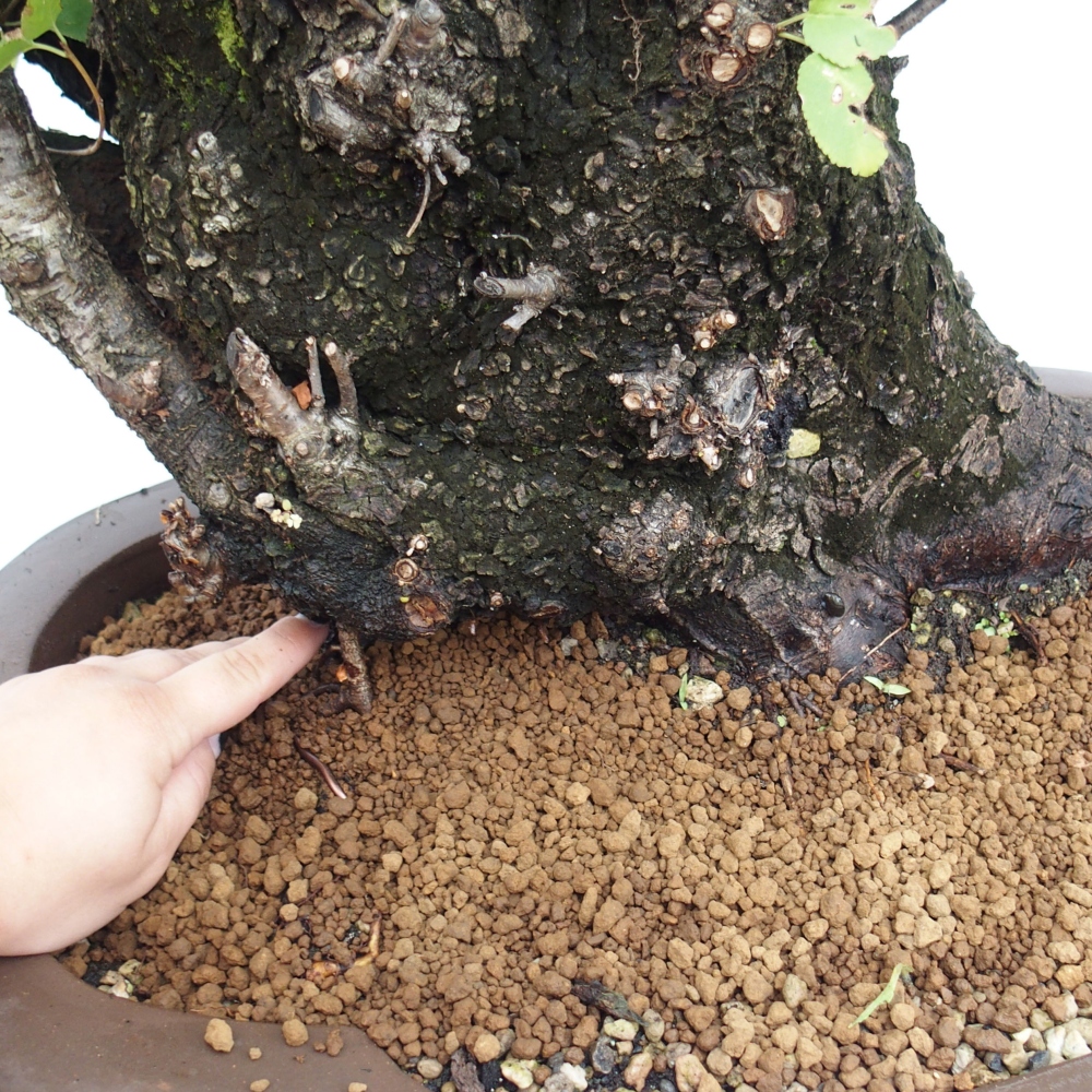 Bonsai im Freien - Mahalebka - Prunus mahaleb