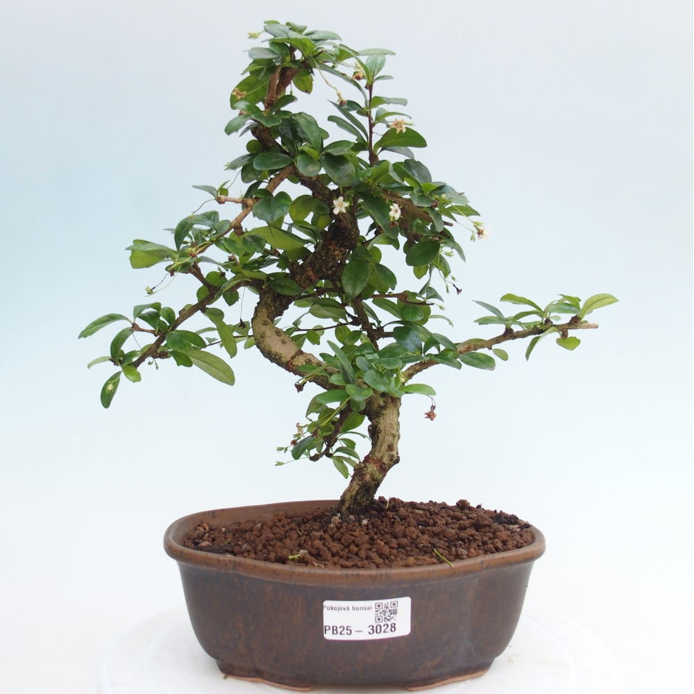 Zimmer Bonsai - Carmona macrophylla - Tea Fuki