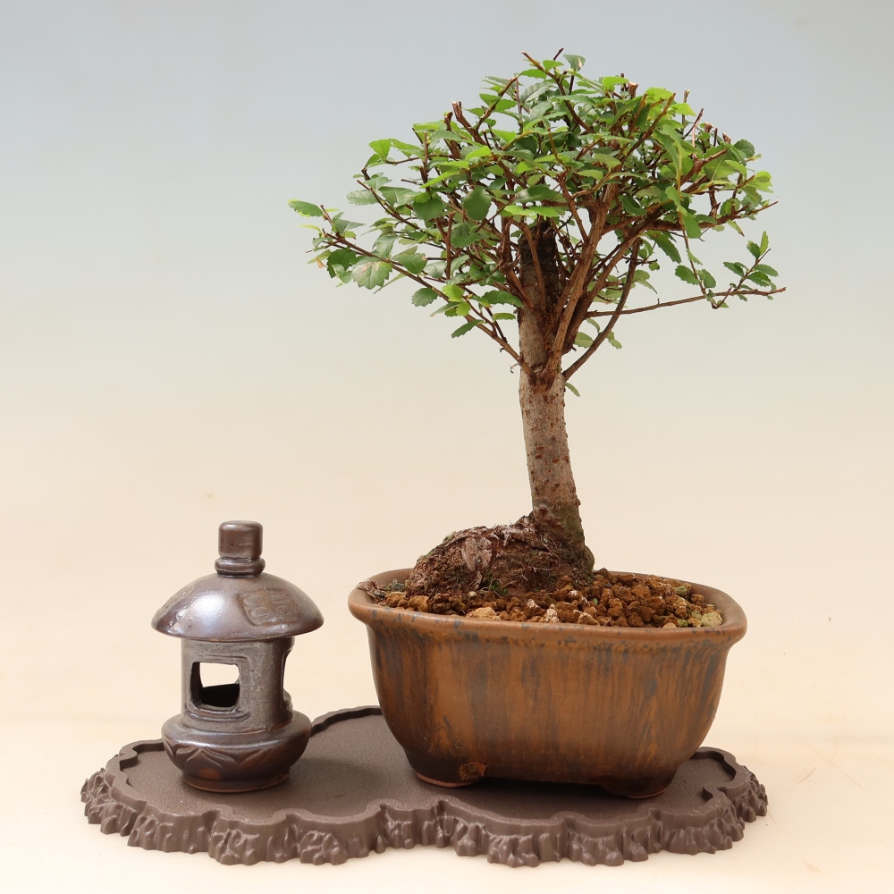 Kunststoff-Sockel für Bonsai, 22,5 x 12 x 1 cm, Farbe: braun
