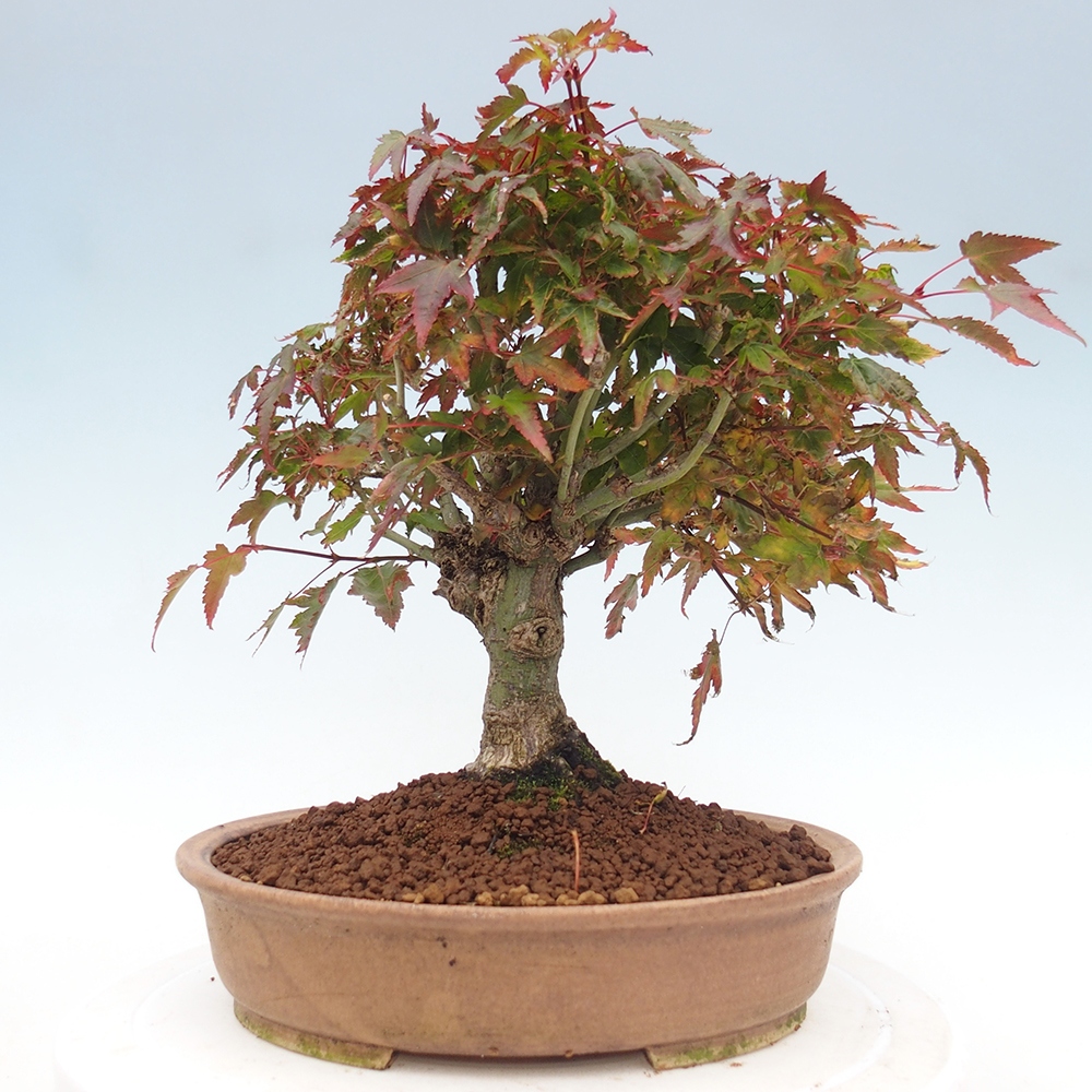 Acer palmatum KIOHIME - Palmetto-Ahorn