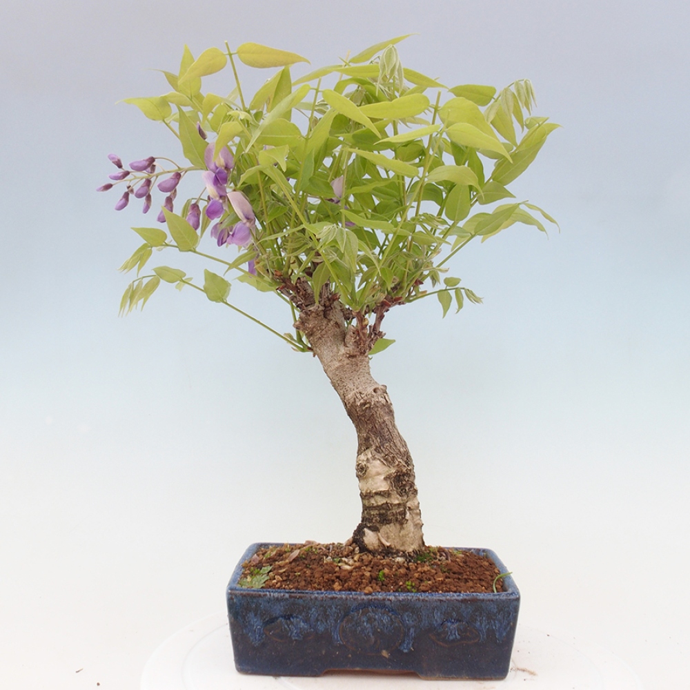 Bonsai im Freien - Wisteria floribunda - Wisteria floribunda