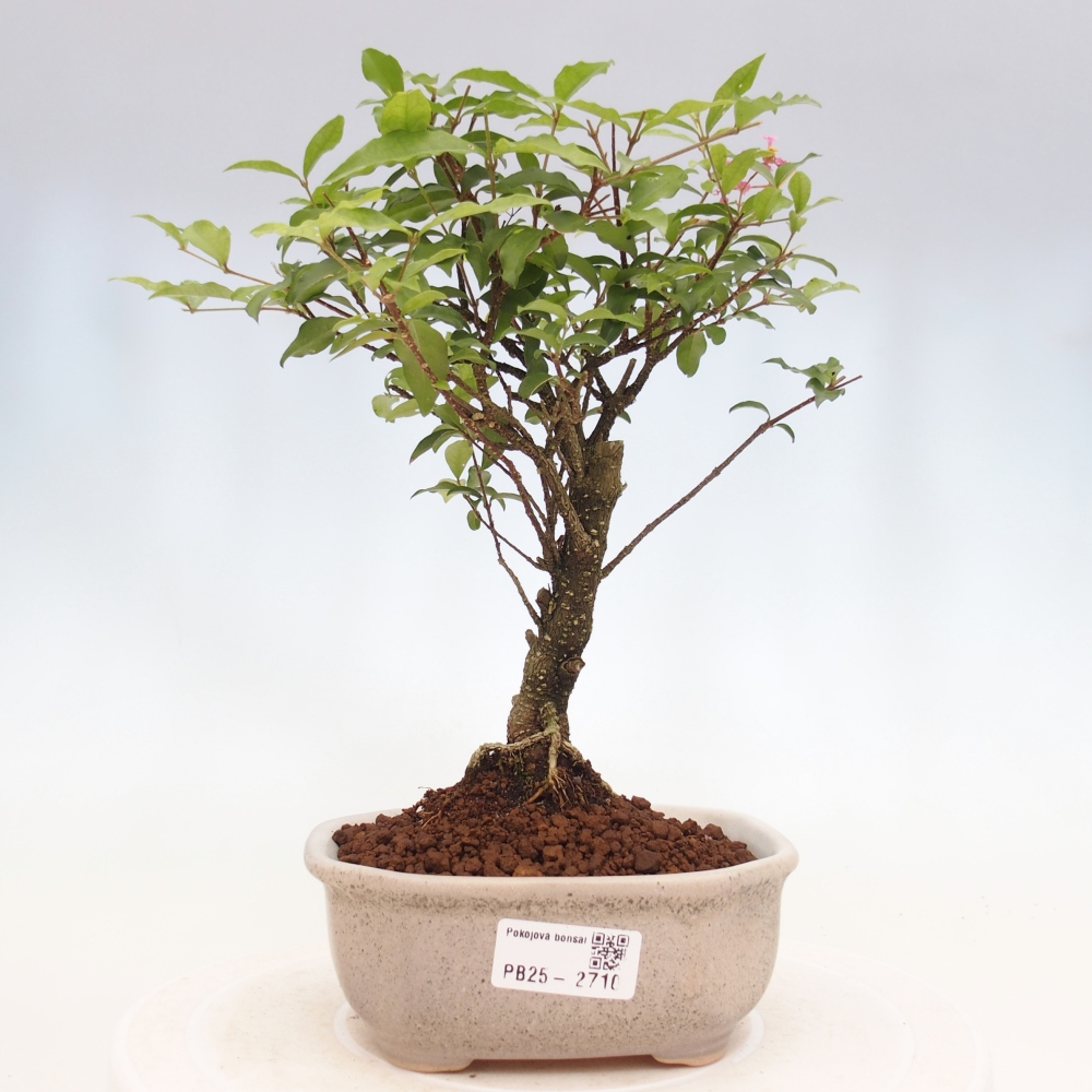 Zimmerbonsai - Malpighia coccigera - Barbdor-Kirsche