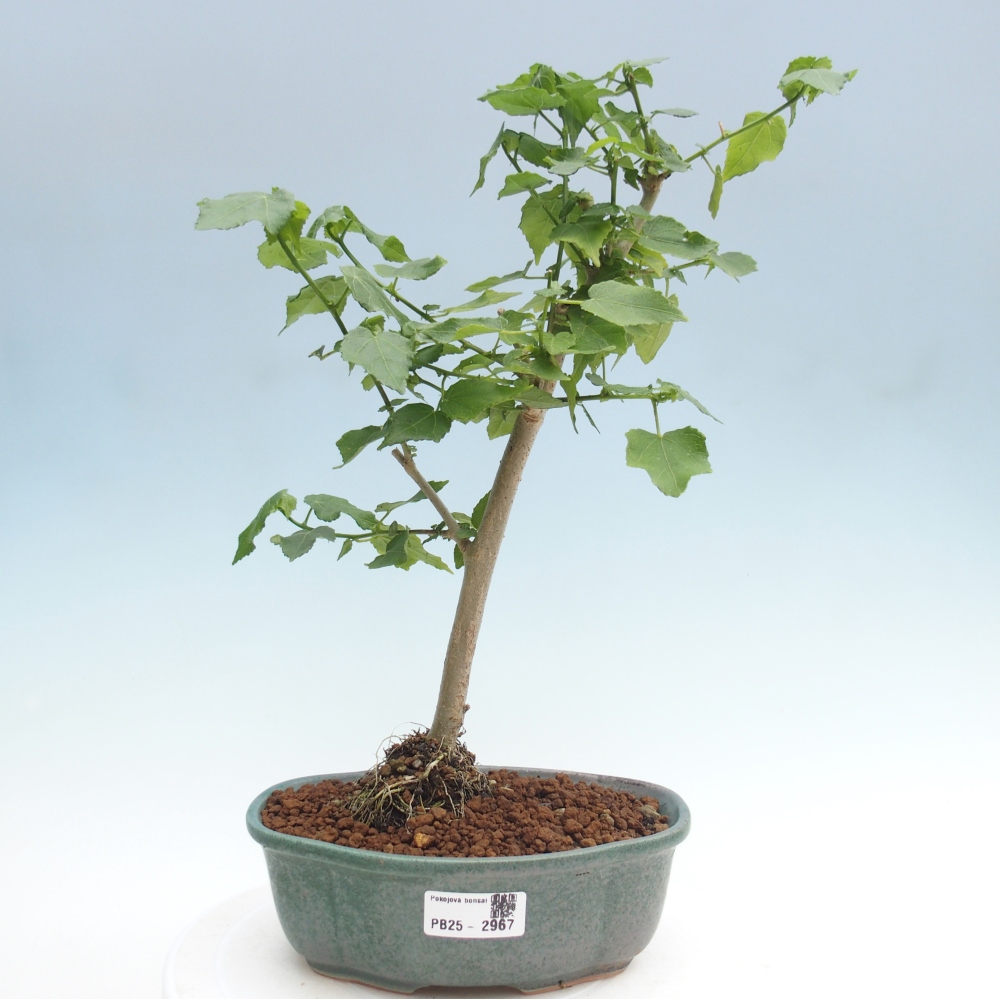 Zimmerbonsai - Malvaviscus arboreus - holziger Hibiskus