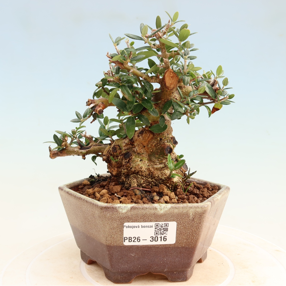 Zimmerbonsai - Olea europaea sylvestris