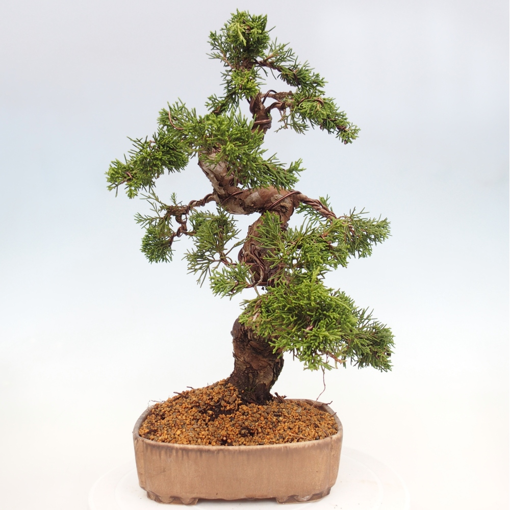 Outdoor bonsai - Juniperus chinensis Itoigawa - Chinese juniper