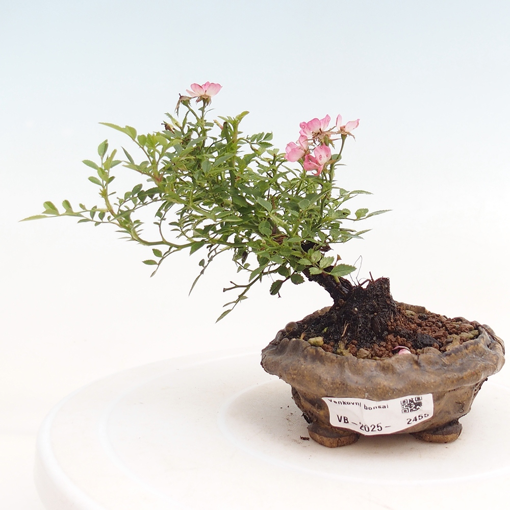 Bonsai im Freien - Rosa Cutie Pie - Rosen